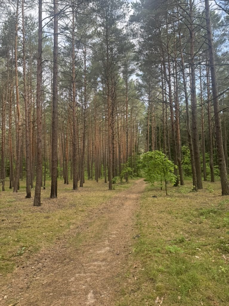 Leśna ścieżka jesienią
