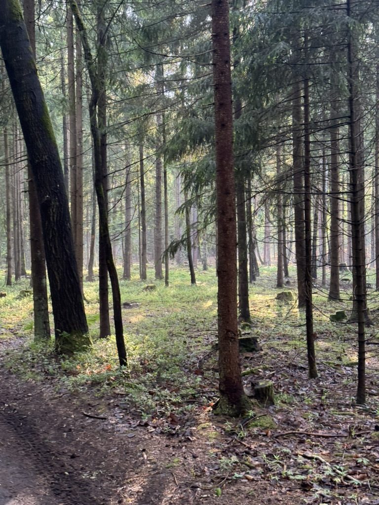 Las świerkowy, pnie drzew zakorzenione w ziemi