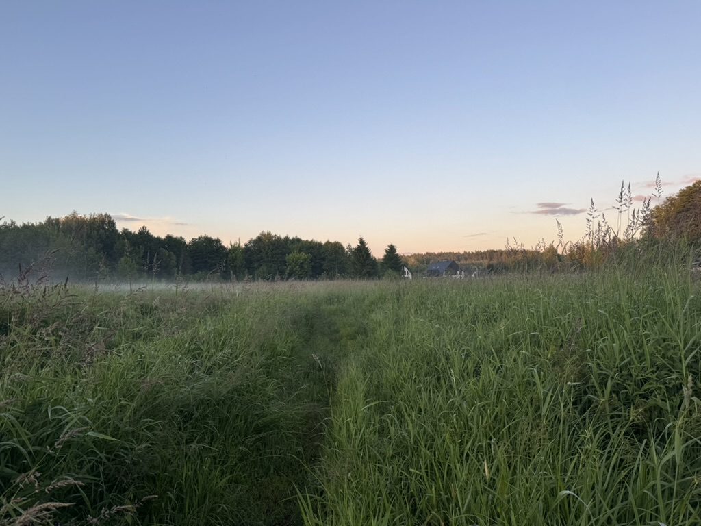 Łąka o świcie, ścieżka w trawie